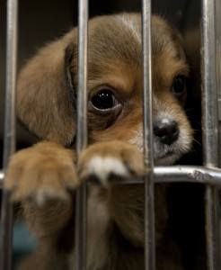 Southern Tornadoes Pets